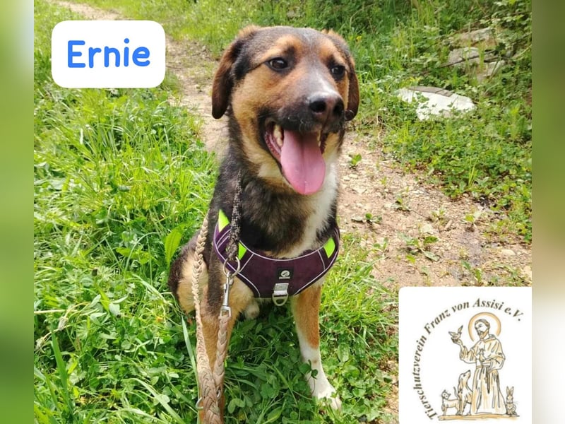 ERNIE – Lebensfreude auf weißen Pfoten