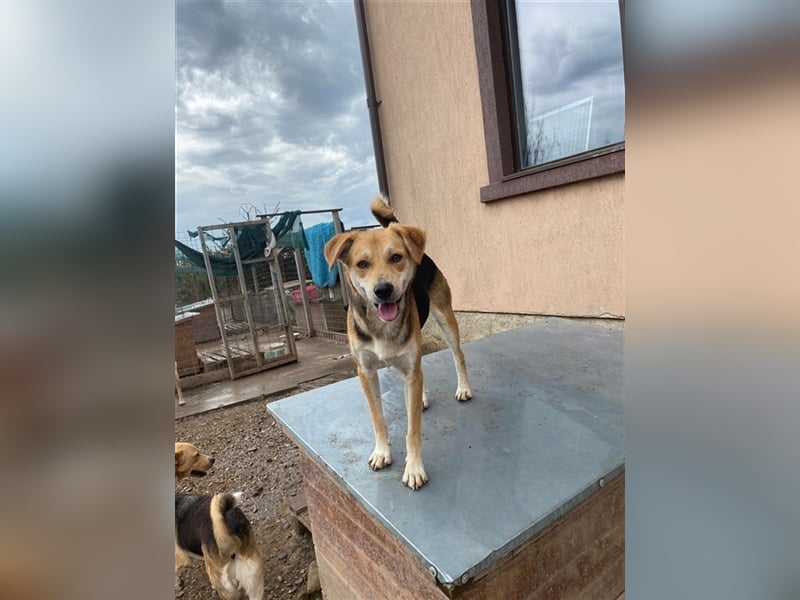 Cookie hat bald Geburtstag,er wird 1 Jahr, sein Wunsch ist ihn in ein eigenes zuhause zu verbringen