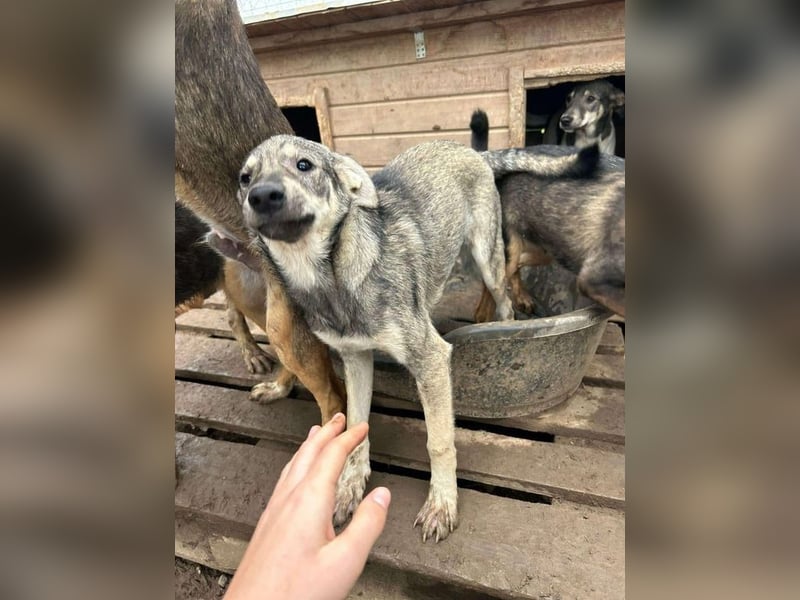 Spike liebt Kuscheleinheiten
