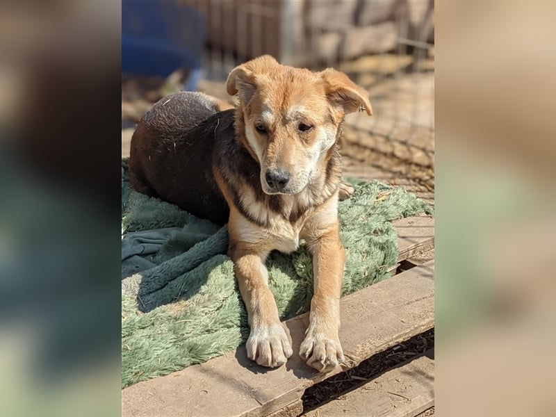 So viele meiner Hundekumpels dürfen ausziehen, nur mich möchte noch keiner