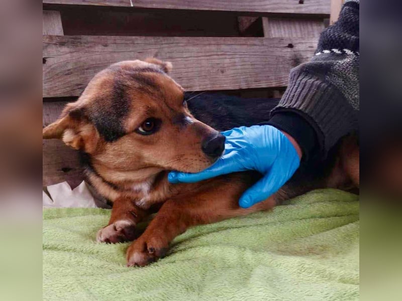 Nacho - coole Socke