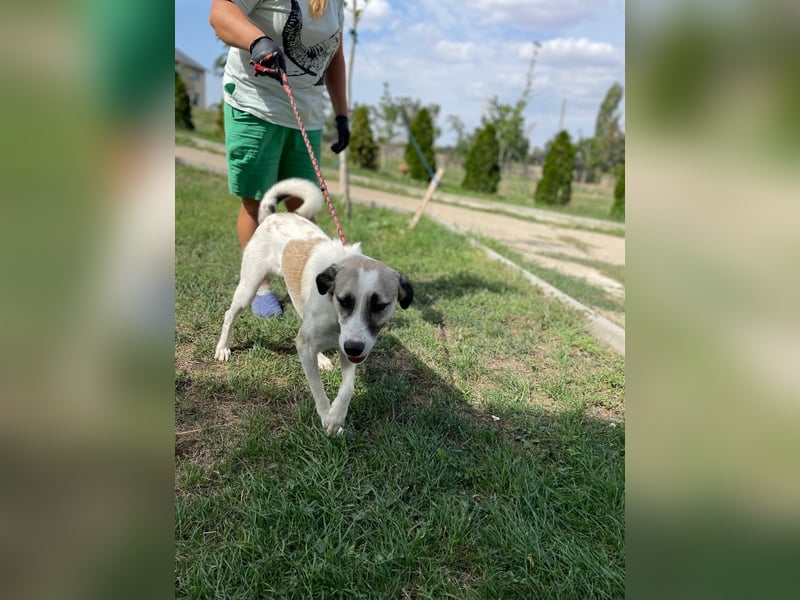 NICAN – Herzenshund mit großem Kuschelbedürfnis ❤️