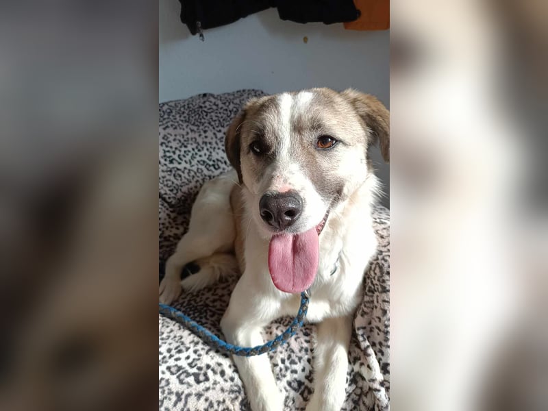 NICAN – Herzenshund mit großem Kuschelbedürfnis ❤️