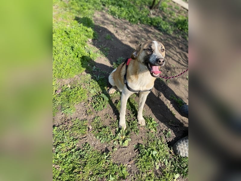 Thysen – ein außergewöhlicher Rüde, 1,5 Jahre alt