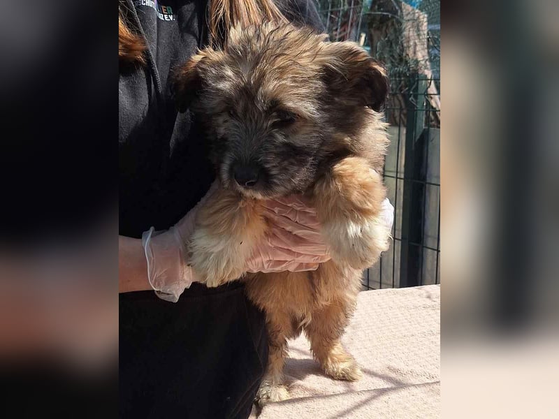 ⭐️MAXI⭐️, Rüde, 3 Monate, 23 cm, Mischling, Tierschutz