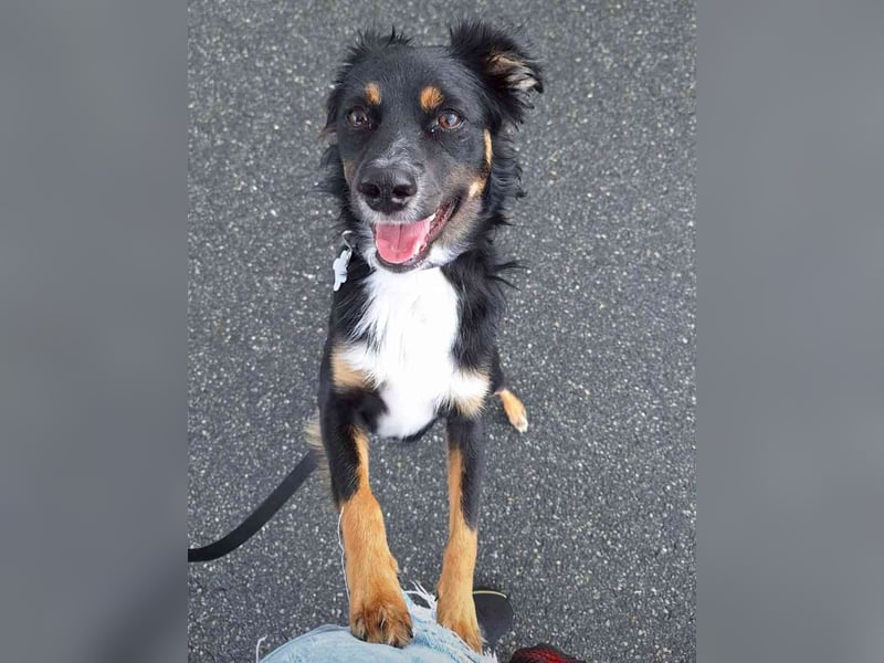 ⭐️NIKI⭐️, Rüde, 1 Jahr, 48 cm, Mischling, Tierschutz