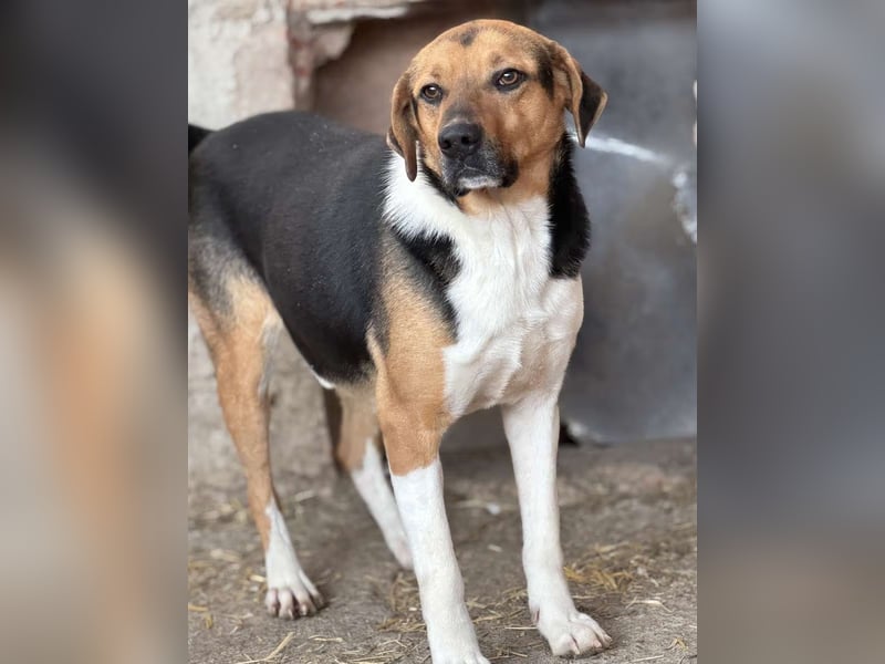 ⭐️SAMMY⭐️, Rüde, 3 Jahre, 49 cm, Mischling, Tierschutz