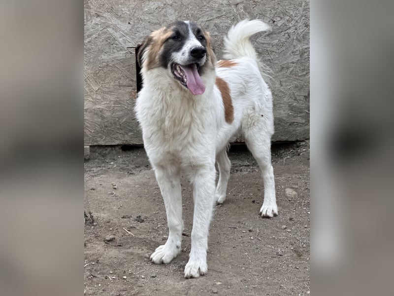 JAMY, Rüde, 1,5 Jahre, 46cm, Mischling, Tierschutz