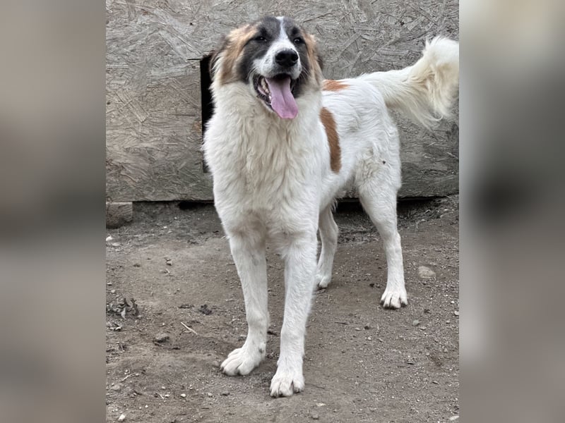 JAMY, Rüde, 1,5 Jahre, 46cm, Mischling, Tierschutz