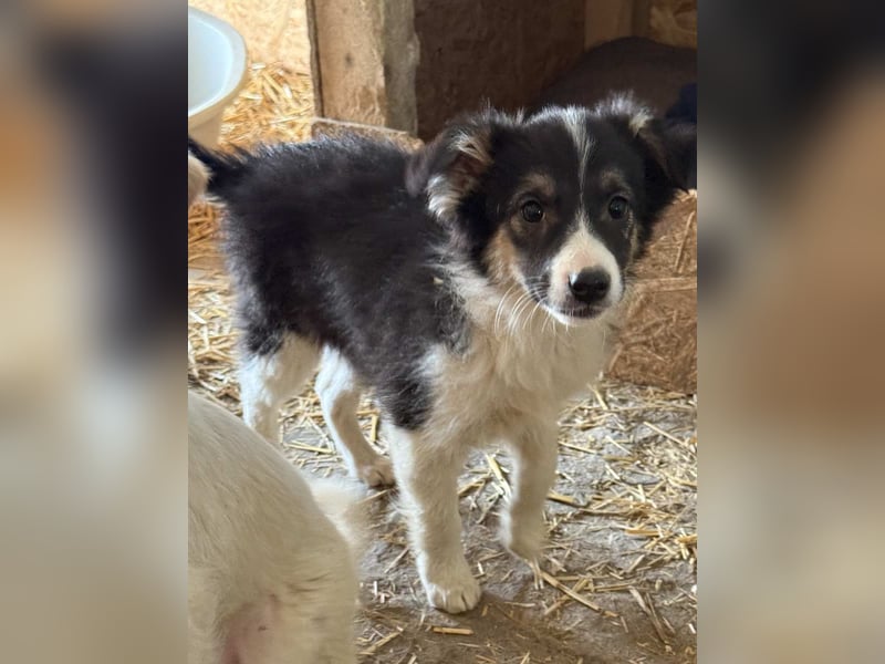 ⭐️MABLE⭐️, Rüde, 4 Monate, 33 cm, Mischling, Tierschutz