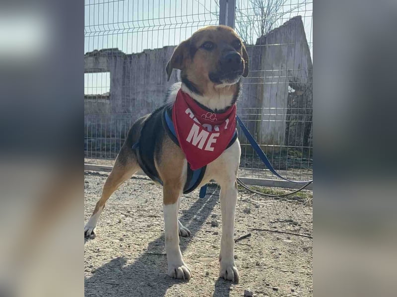 ⭐️SAMMY⭐️, Rüde, 3 Jahre, 49 cm, Mischling, Tierschutz