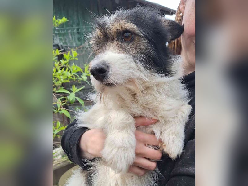 ⭐️COOPER⭐️, Rüde, 3 Jahre, 33 cm, Mischling, Tierschutz