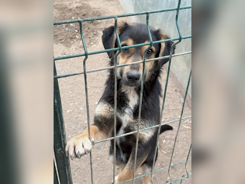 BERO, Rüde, 1 Jahr, 32 cm, Mischling, Tierschutz