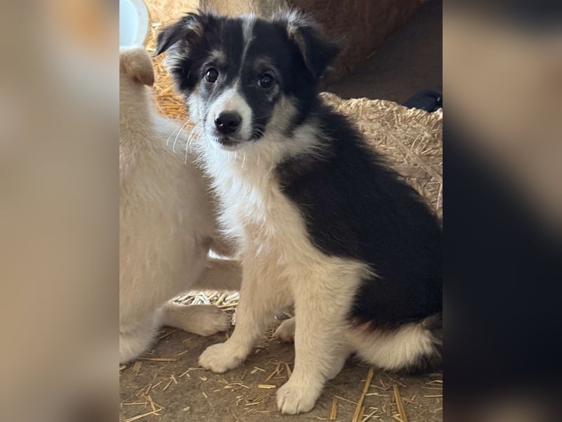 ⭐️MABLE⭐️, Rüde, 4 Monate, 33 cm, Mischling, Tierschutz