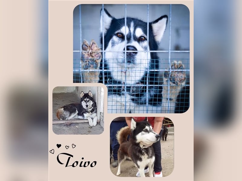 Toivo - Reserviert!
