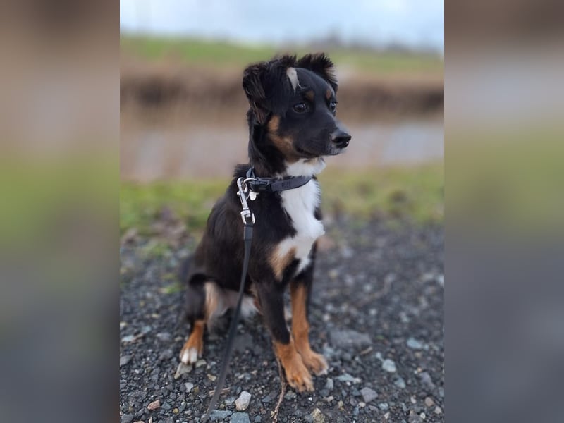 ⭐️NIKI (BRUNO)⭐️, Rüde, 1 Jahr, 48 cm, Mischling, Tierschutz