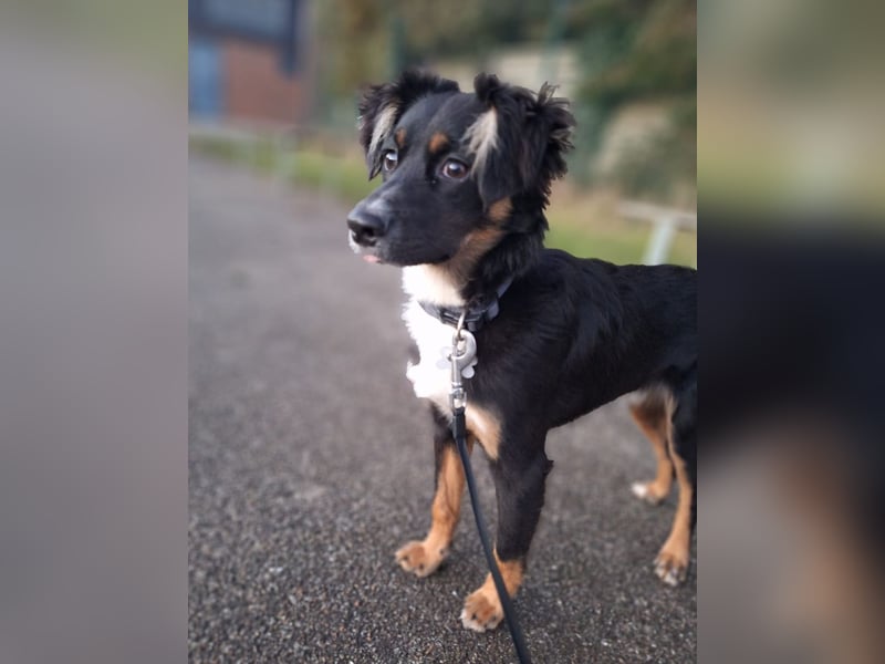 ⭐️NIKI (BRUNO)⭐️, Rüde, 1 Jahr, 48 cm, Mischling, Tierschutz