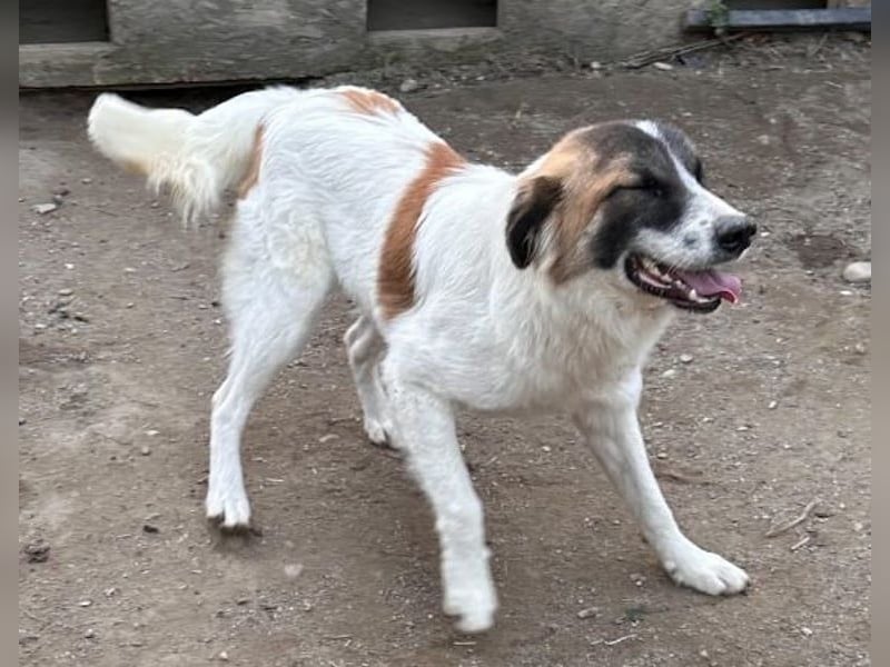 JAMY, Rüde, 1,5 Jahre, 46cm, Mischling, Tierschutz
