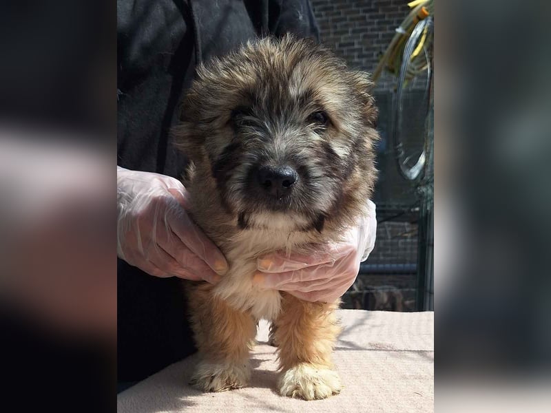 ⭐️MAXI⭐️, Rüde, 3 Monate, 23 cm, Mischling, Tierschutz