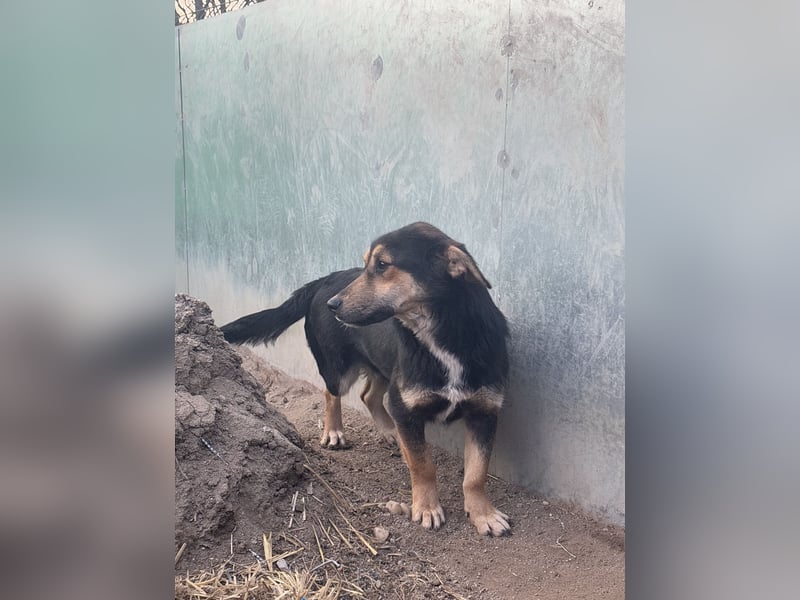 BERO, Rüde, 1 Jahr, 32 cm, Mischling, Tierschutz