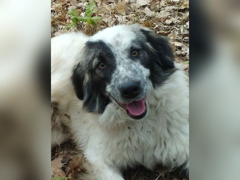 ⭐️RIKY⭐️, Rüde, 1,5 Jahre, 35cm, Mischling, Tierschutz