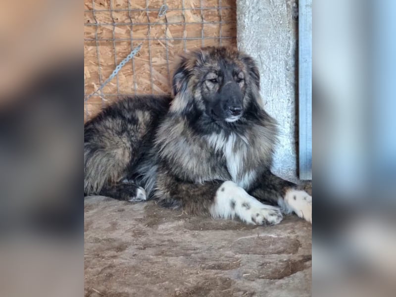 ⭐️THEO⭐️, Rüde, 1 Jahr, 45 cm, Mischling, Tierschutz