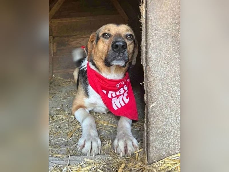 ⭐️SAMMY⭐️, Rüde, 3 Jahre, 49 cm, Mischling, Tierschutz