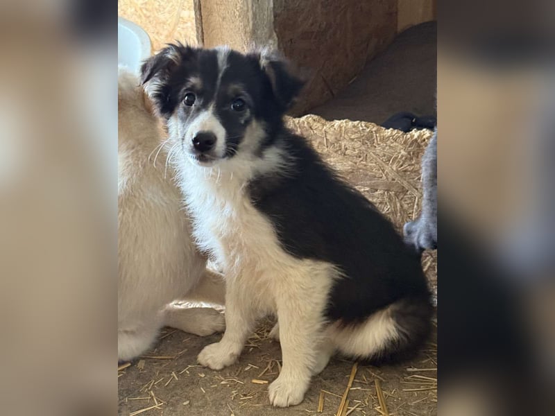 ⭐️MABLE⭐️, Rüde, 4 Monate, 33 cm, Mischling, Tierschutz