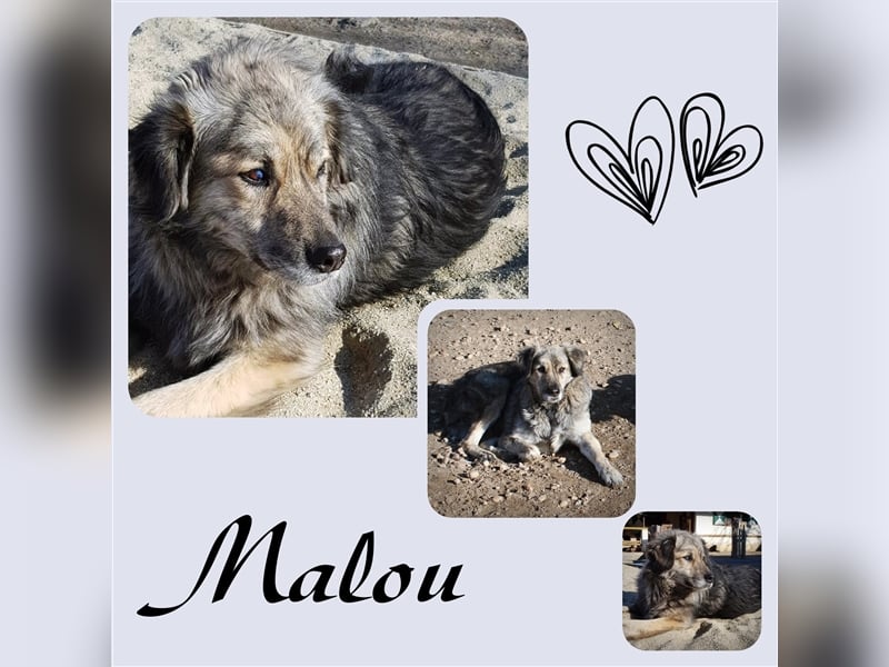 Malou stellt sich vor