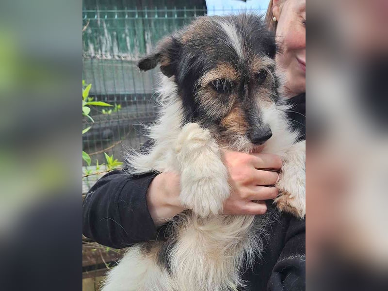 ⭐️COOPER⭐️, Rüde, 3 Jahre, 33 cm, Mischling, Tierschutz