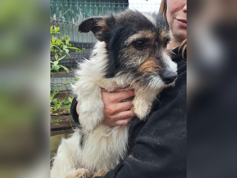 ⭐️COOPER⭐️, Rüde, 3 Jahre, 33 cm, Mischling, Tierschutz