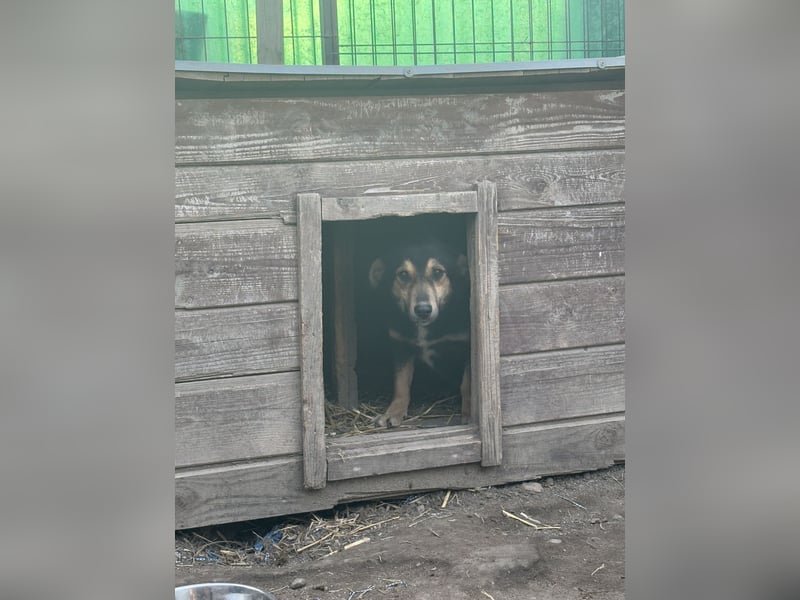 BERO, Rüde, 1 Jahr, 32 cm, Mischling, Tierschutz