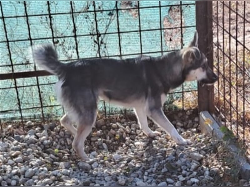 SIRIUS
