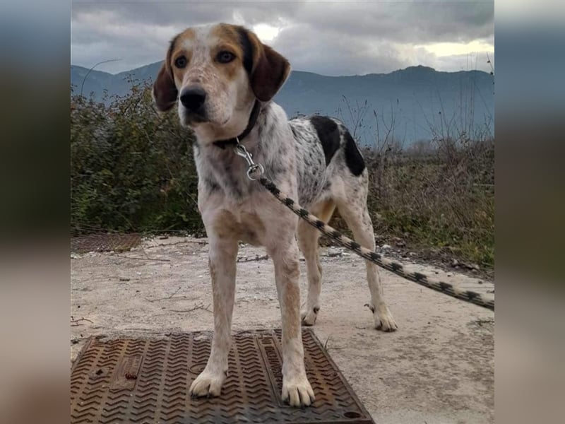 Rick-Jagdhund-Mischling- reserviert