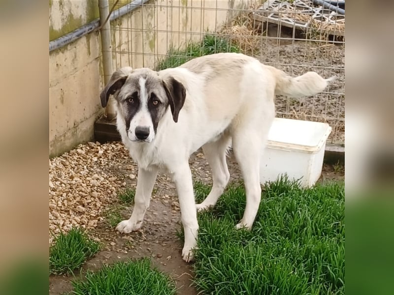 Gizmo-Schäferhund-Mischling - sucht ein Zuhause
