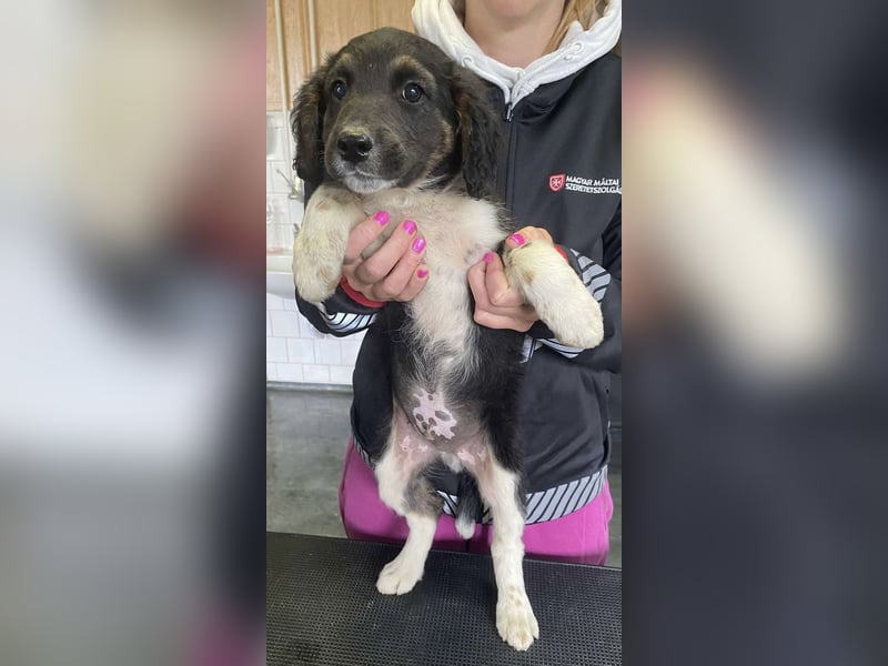 Hugo, wer möchte dem kleinen ein liebevolles Zuhause schenken?