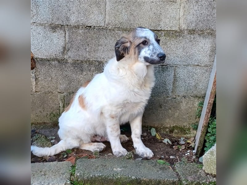 Joker- griechischer Hirtenhund-Mischling