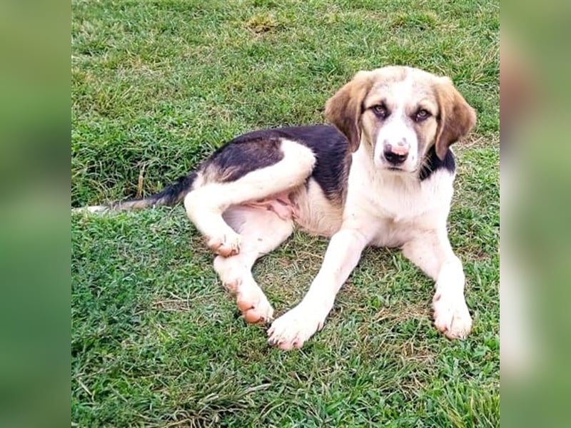 Barney - griech. Schäferhund-Mischling