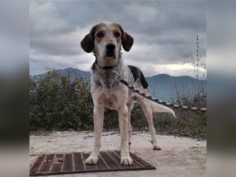 Rick-Jagdhund-Mischling- reserviert