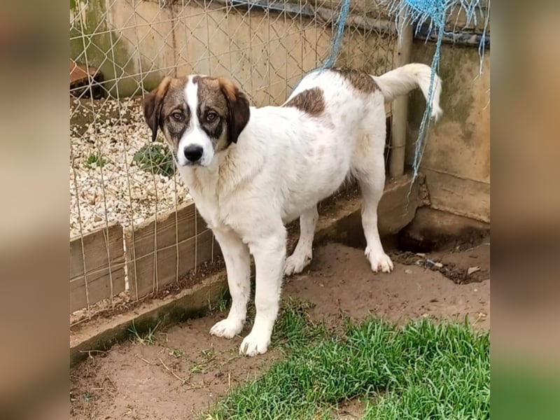 Harley-Schäferhund-Mischling - sucht ein Zuhause/Pflegestelle