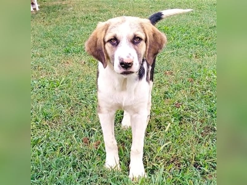 Barney - griech. Schäferhund-Mischling