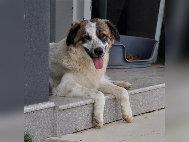 Joker- griechischer Hirtenhund-Mischling