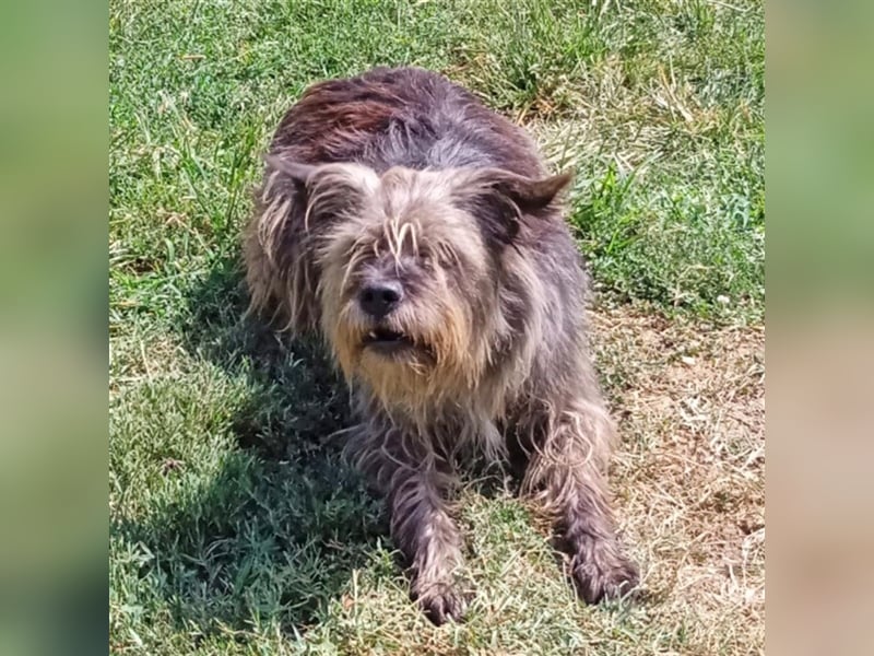 Bruno - Mischlingshund