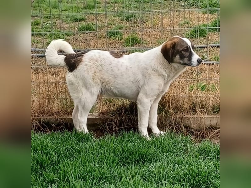 Harley-Schäferhund-Mischling - sucht ein Zuhause/Pflegestelle