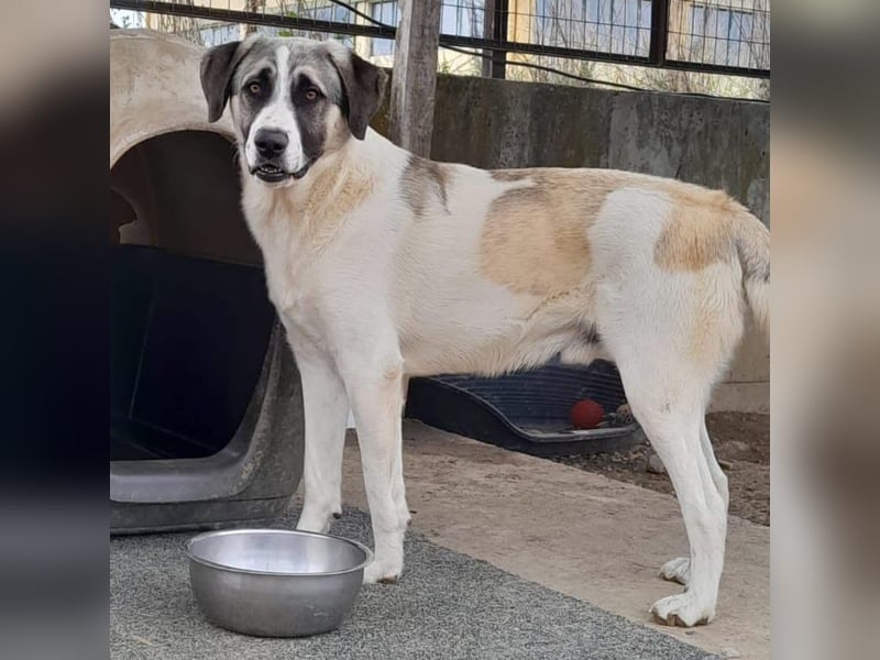 Gizmo-Schäferhund-Mischling - sucht ein Zuhause