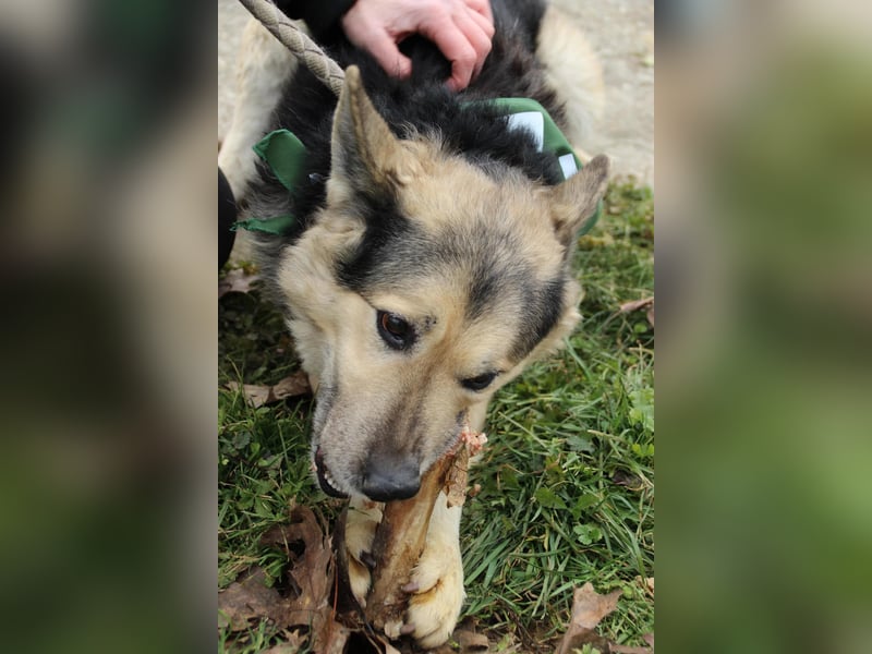 Rexi2, ruhiger lieber Schäfi  sucht ruhiges Plätzchen