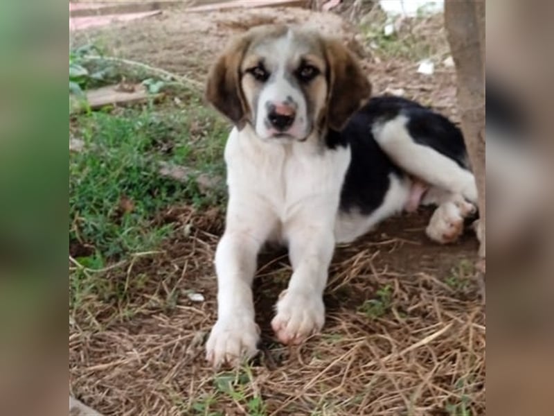 Barney - griech. Schäferhund-Mischling
