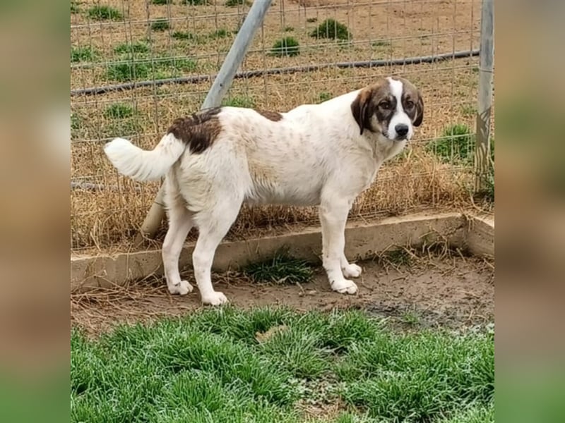 Harley-Schäferhund-Mischling - sucht ein Zuhause/Pflegestelle