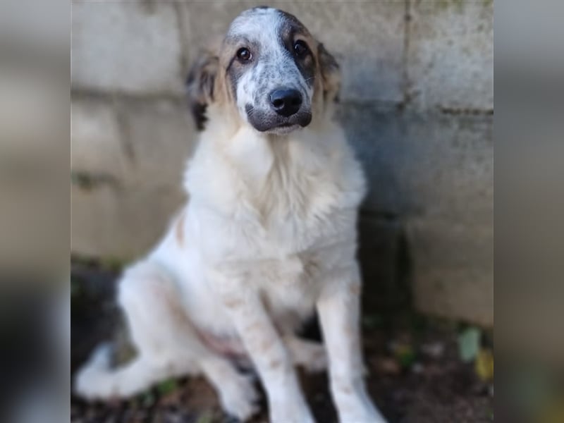 Joker- griechischer Hirtenhund-Mischling