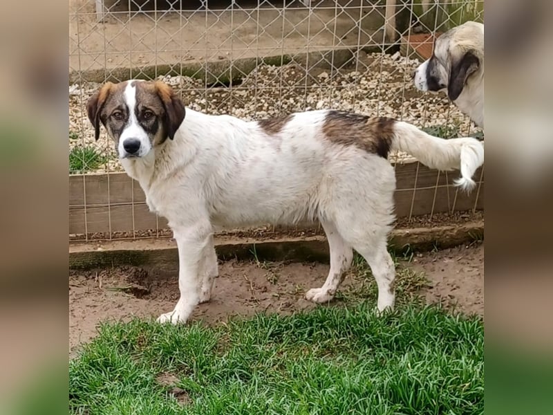 Harley-Schäferhund-Mischling - sucht ein Zuhause/Pflegestelle